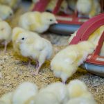 enviroganic farm organic chickens and turkeys