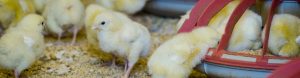 enviroganic farm organic chickens and turkeys