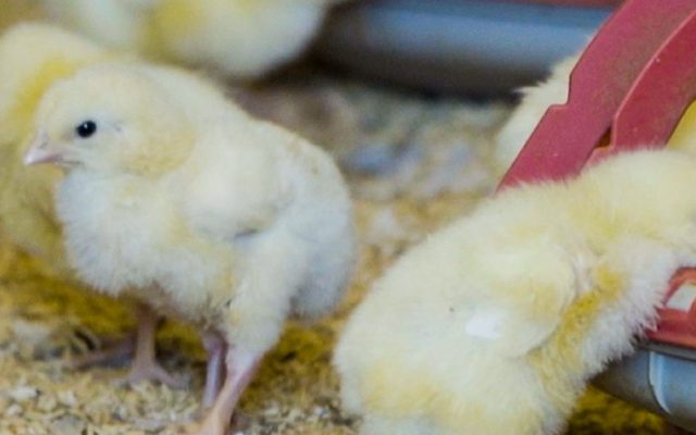 enviroganic farm organic chickens and turkeys