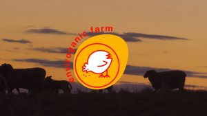 enviroganic farm organic chickens and turkeys