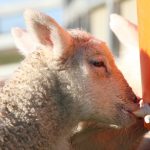 enviroganic farm organic chickens and turkeys