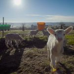 enviroganic farm organic chickens and turkeys
