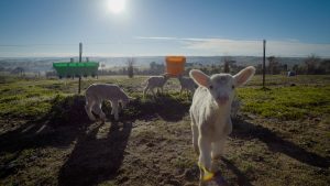 enviroganic farm organic chickens and turkeys