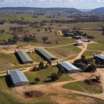 enviroganic farm organic chickens and turkeys
