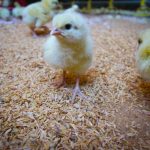 enviroganic farm organic chickens and turkeys
