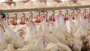 enviroganic farm organic chickens and turkeys
