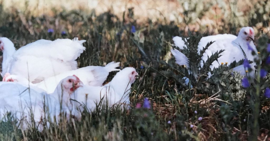 Organic Chickens Playing Hide and Seek!