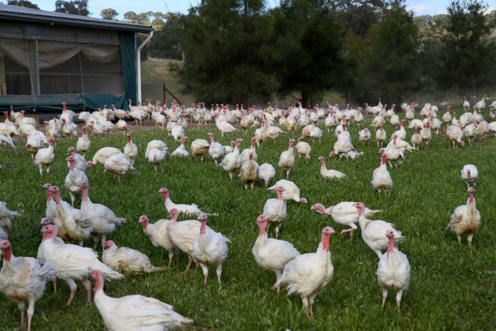 Our Organic Turkeys Runnning Free