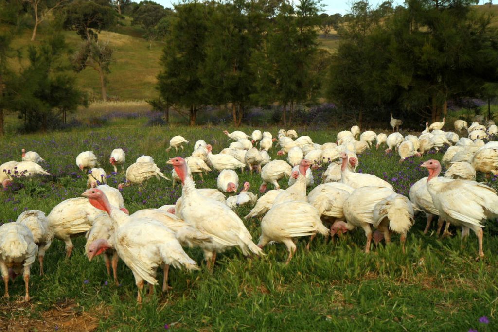 Free-Range Organic Turkeys