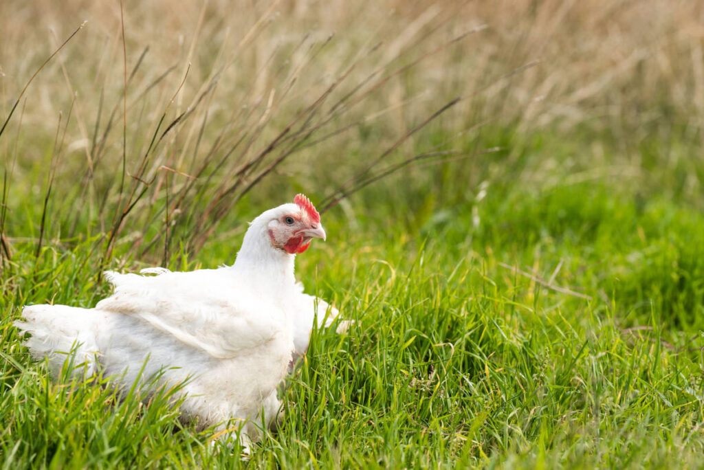 Organic Chickens