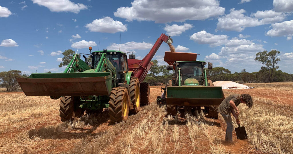 Certified Organic Wheat